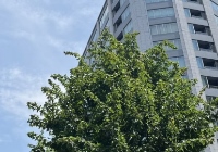 专升本日本读研难吗？