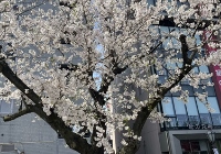 日本读研一年费用大概是多少？