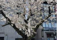 去日本读研是什么感受