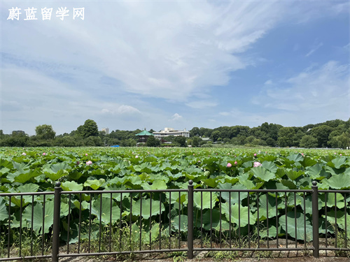 日本留学金融专业怎么样？
