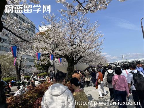 日本留学读博士需要雅思吗需要日语吗