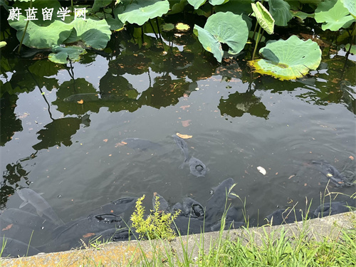 去日本留学需要什么条件？