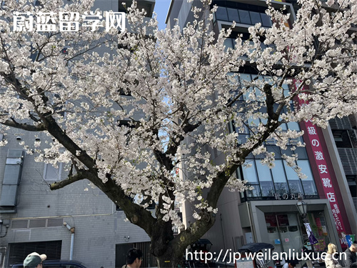 日本读研一年费用大概是多少？