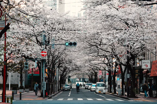 日本留学回国就业前景如何